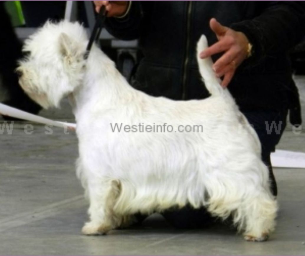 Fils-De-Pub du Moulin de Mac Gregor. | West Highland White Terrier 