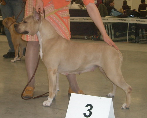 Lovely Angel Alabama | American Staffordshire Terrier 