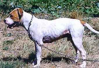 Bijeljina boy'S beli | American Pit Bull Terrier 