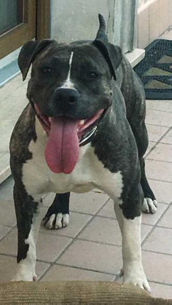 Round's Rock Pookie two | American Staffordshire Terrier 
