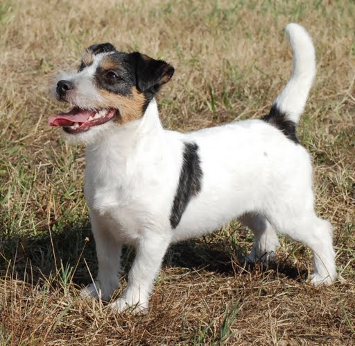 Original Master's voice Donn Fhlaidh's Eirinn | Jack Russell Terrier 