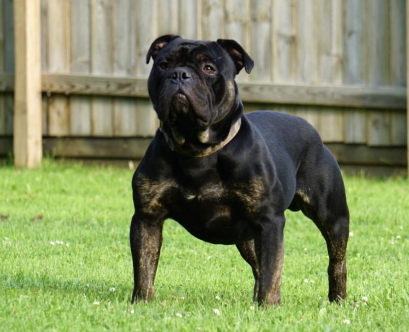 Mighty Michigan’s Mighty Joe | Olde English Bulldogge 