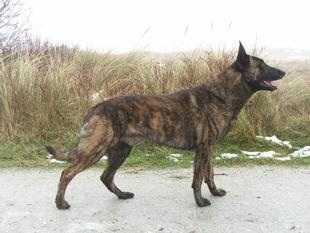 Havrevingens Manic | Dutch Shepherd 