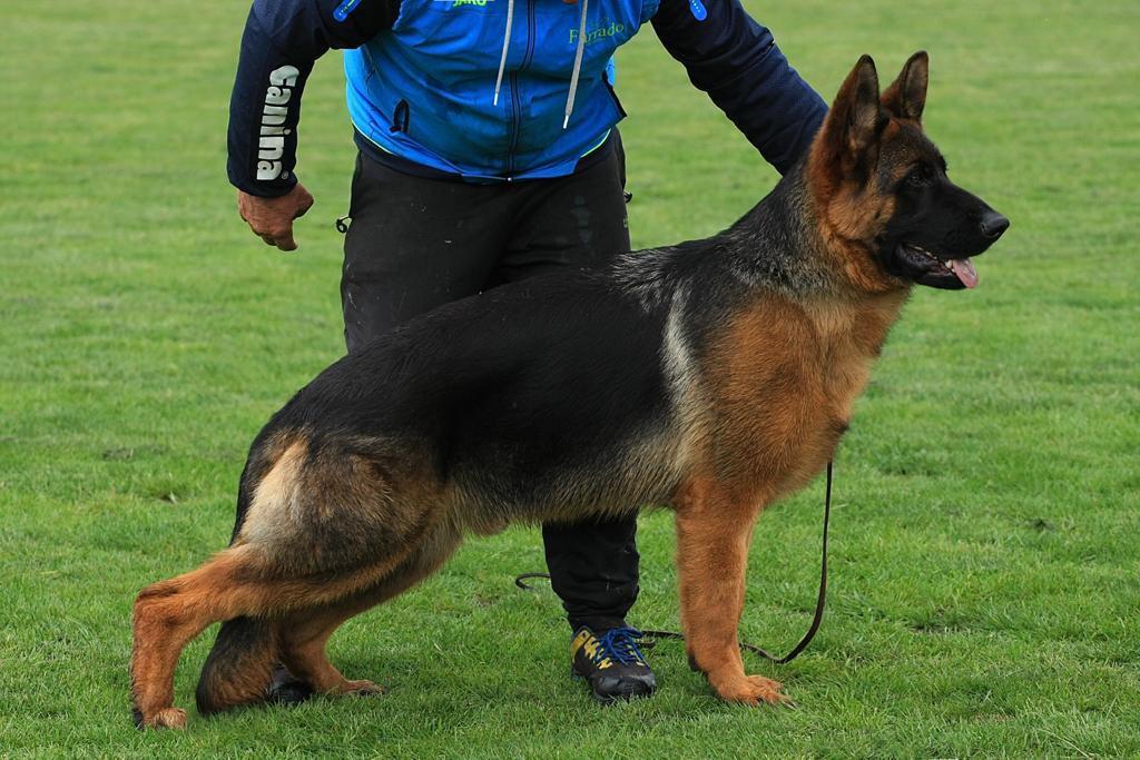 Asap vom Ammerlandeck | German Shepherd Dog 