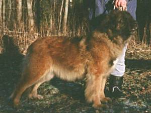 Zeldas Killer Queen | Leonberger 