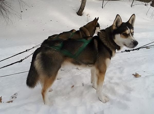 RJ's Ranger 90.5 | Siberian Husky 