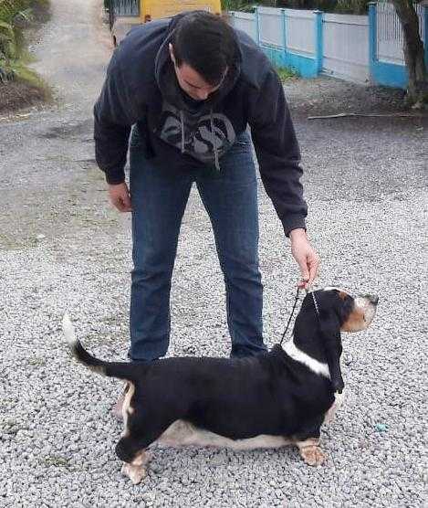 BR Lake Park Quenn Anna | Basset Hound 