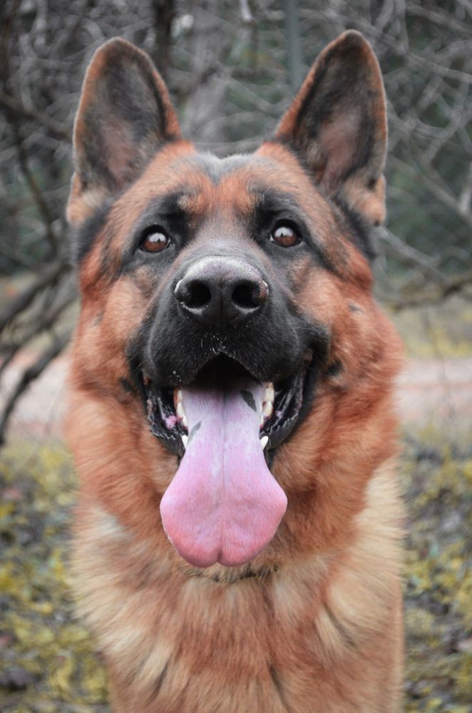 Cooper Von Aktepe | German Shepherd Dog 