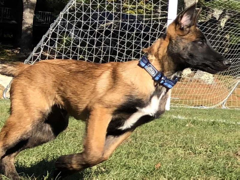 Aethelwulf of Runchkin | Belgian Malinois 