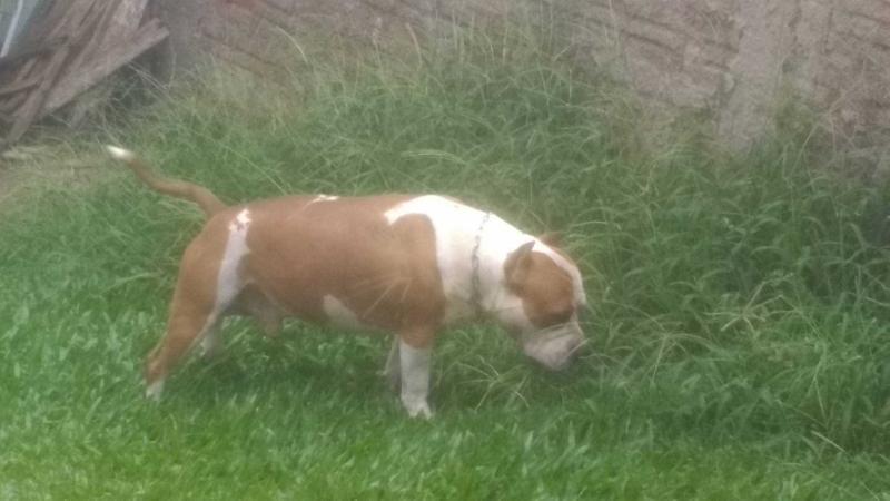 LadyPark Foyer Missden | American Staffordshire Terrier 