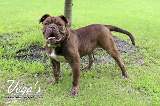 Vega's Caleb | Olde English Bulldogge 