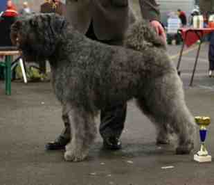 Chepam Quinn | Bouvier des Flandres 