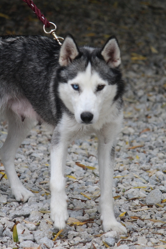 Lightning's Storm | Siberian Husky 