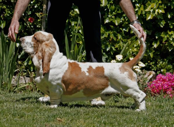 Xeique dos Sete Moinhos | Basset Hound 