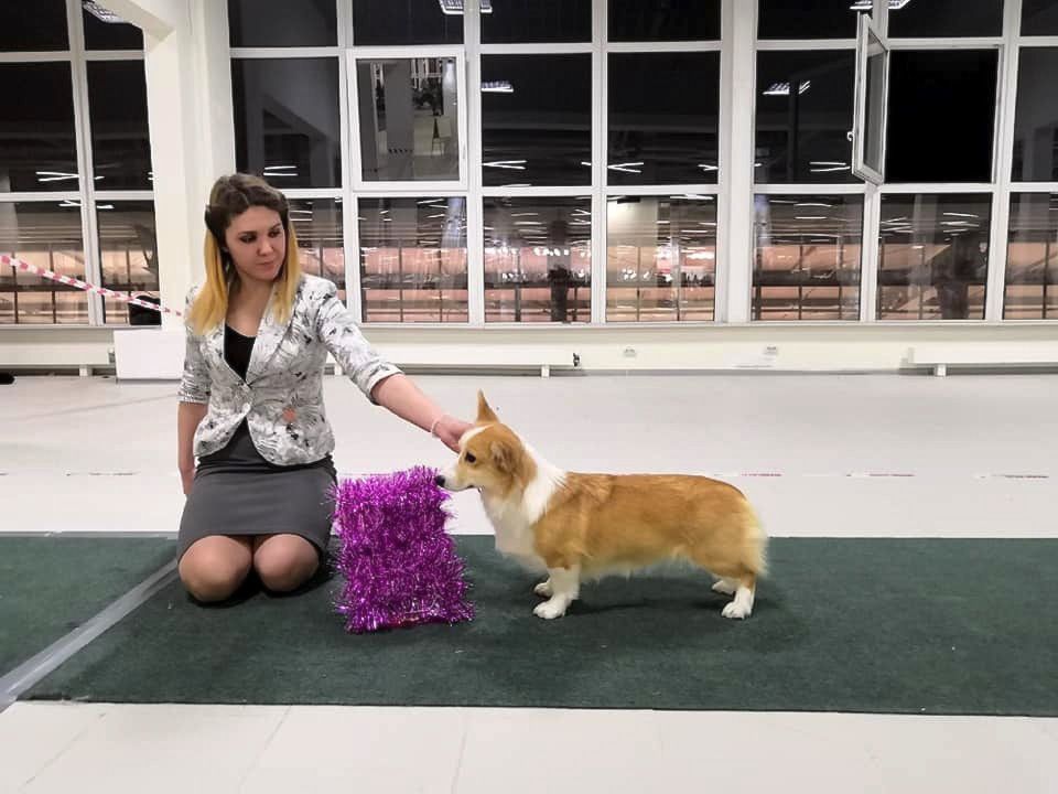 Elfborg Britney Spears | Pembroke Welsh Corgi 