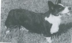 Floatin Black Ichdin | Cardigan Welsh Corgi 