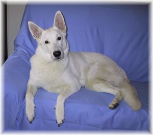 Ariane Angel of white Paradise | White Swiss Shepherd Dog 