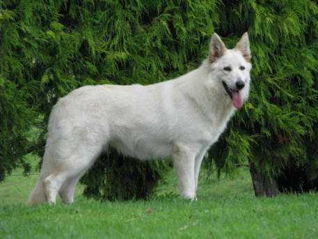 Koopman’s Arctotis | White Swiss Shepherd Dog 