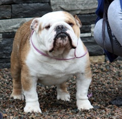 Sealaville He´s Ashley | Bulldog 