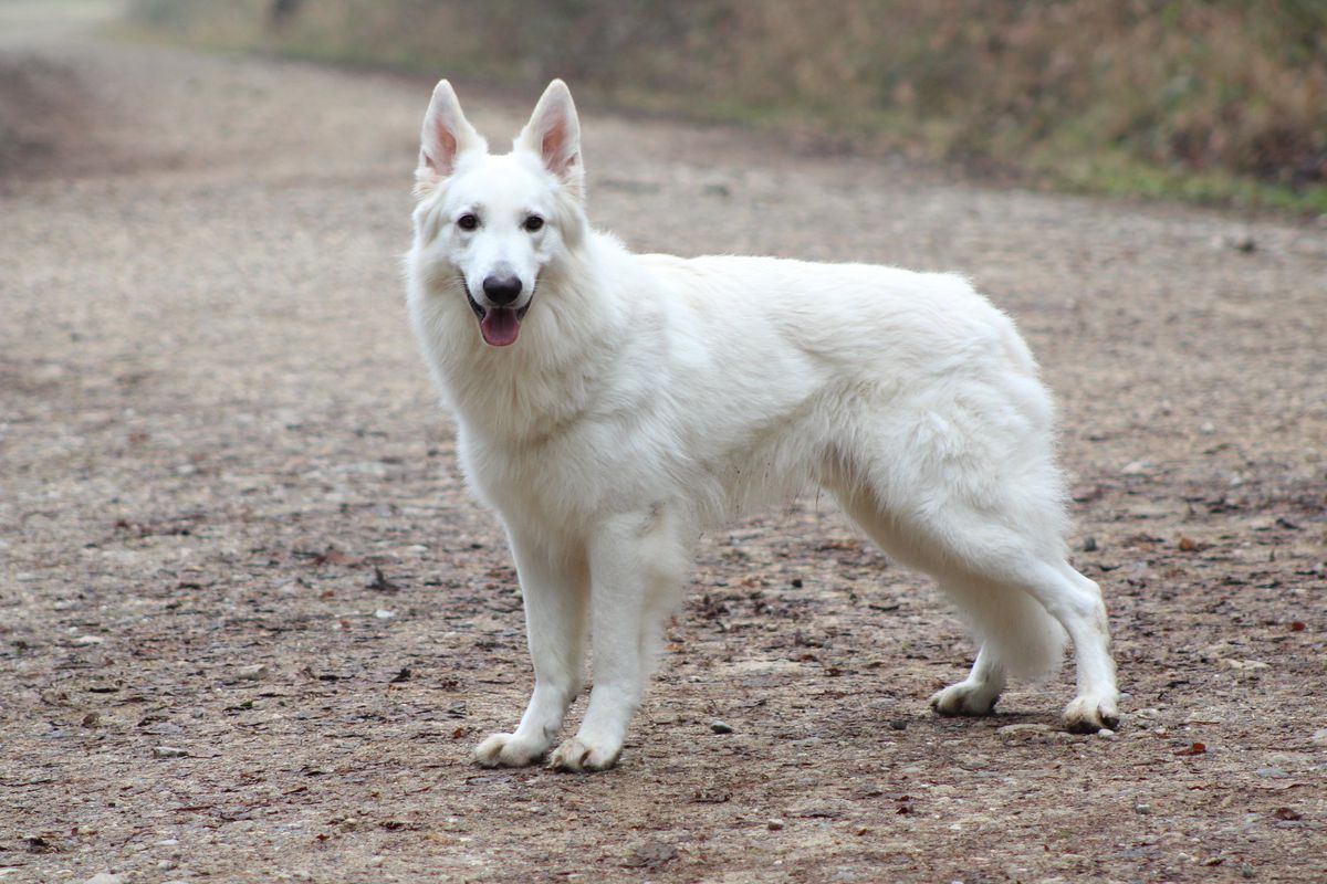 Harley Highlander Maxwell von Pardiel Grischun | White Swiss Shepherd Dog 