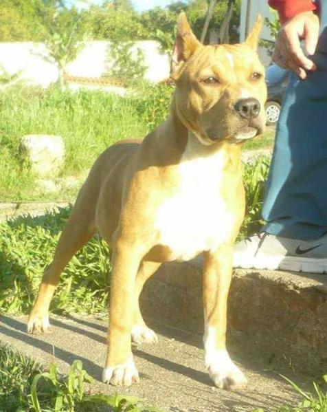 Sebastos Jason Of Fire Pride | American Staffordshire Terrier 
