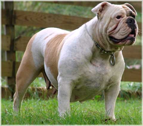 Hegarty's Kosis | Olde English Bulldogge 