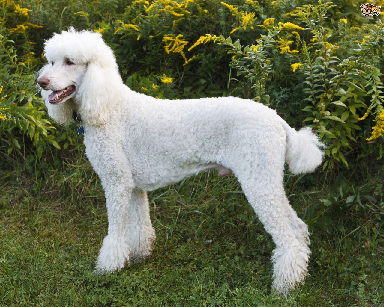 Poodle (Standard)