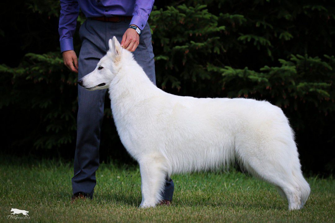 Royal Aspen Little Wolf Love | White Swiss Shepherd Dog 