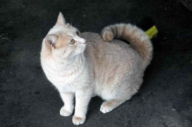 American Ringtail