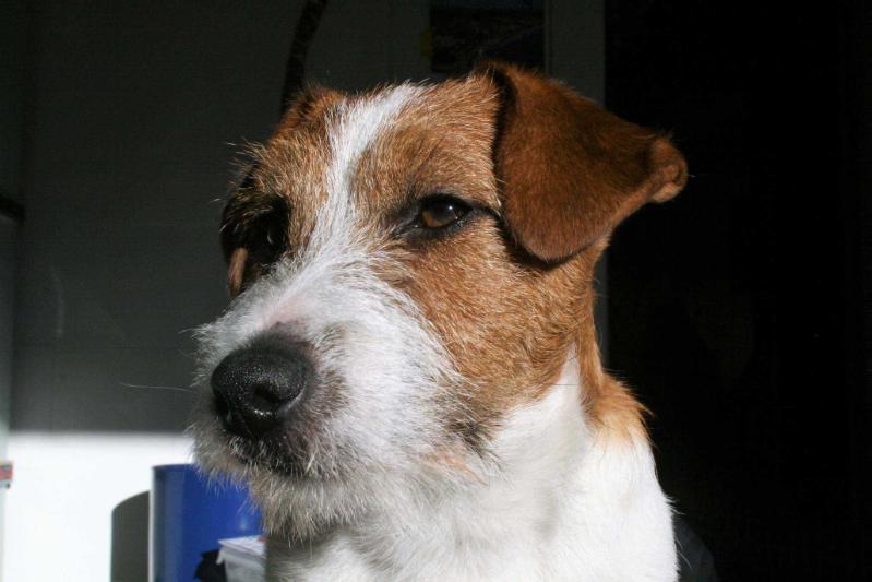 Dado (Alessandro Ponti) | Jack Russell Terrier 