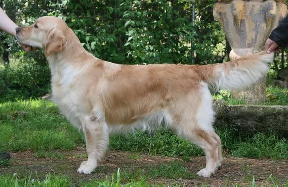 Caipirinha de Ria Vela | Golden Retriever 