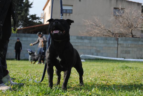 SKELLY DELLE TRE FURIE | Staffordshire Bull Terrier 