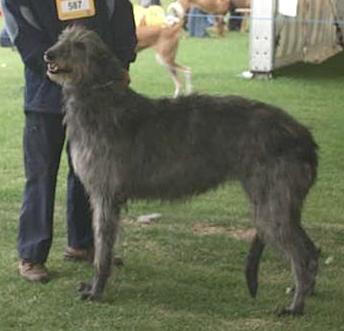 Pyefleet Oriel | Scottish Deerhound 