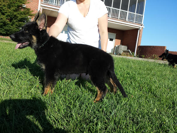 Jaeger von Taylor Haus | German Shepherd Dog 