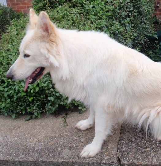 jasmines little lamb | German Shepherd Dog 