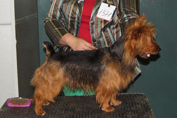 YakoGor Lakki Blossom | Australian Terrier 