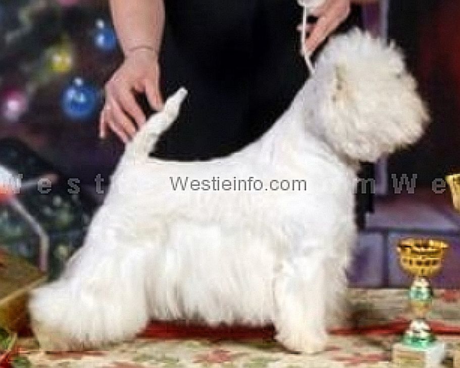 Vendetta of Surprise | West Highland White Terrier 