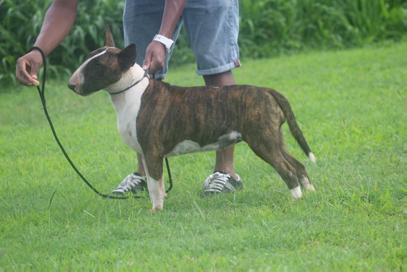 MDK TEAM Lagertha The Shieldmaiden At Aleydon | Bull Terrier 