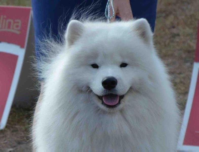 De Villaodon Zackary | Samoyed 