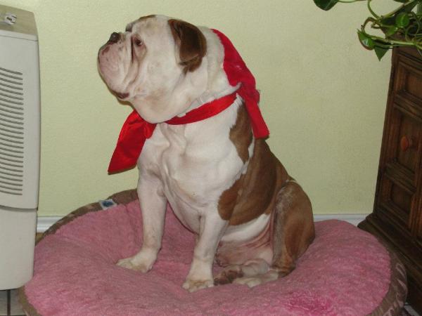 DSK's Diezel | Olde English Bulldogge 