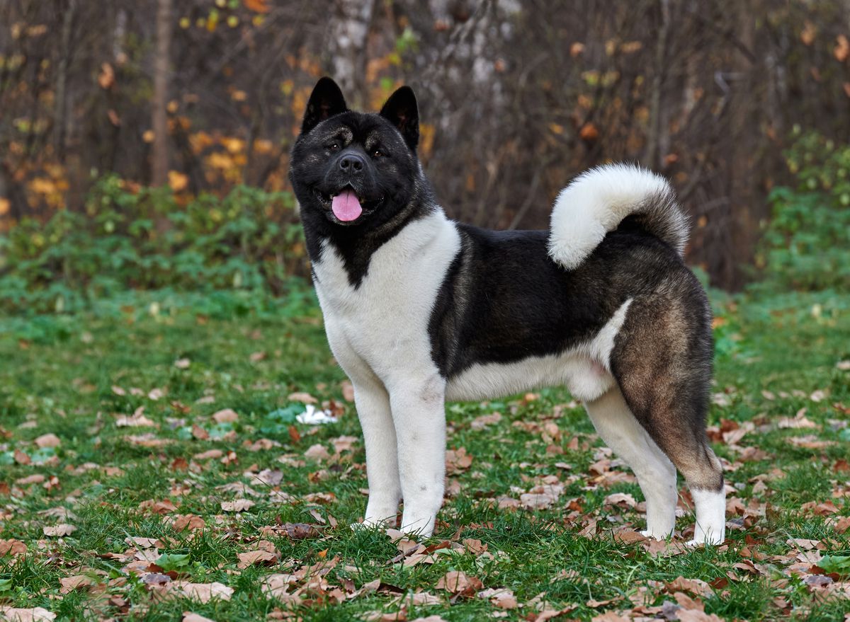 Admiral | Akita 