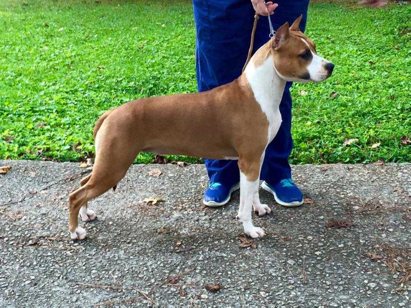 Cimar N Seraphim's American Made | American Staffordshire Terrier 