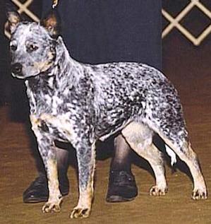 MK Lapis Dinkum Jillaroo Two | Australian Cattle Dog 