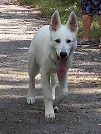 Baiuland Derek | White Swiss Shepherd Dog 