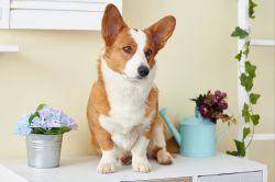 Qwaynt's Miss Miss Q | Cardigan Welsh Corgi 