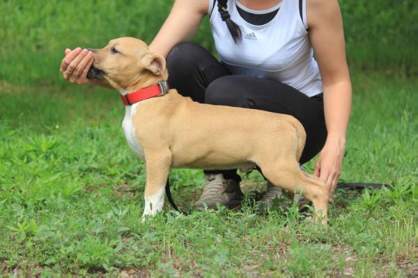 Kiss for Luck  Brave Knights | American Staffordshire Terrier 