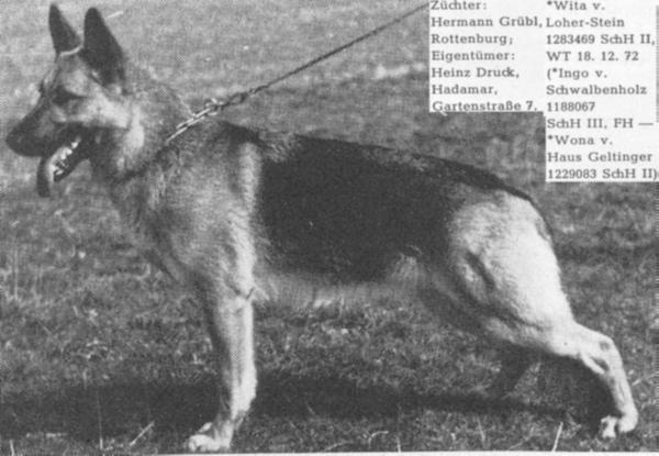 Wita vom Loher-Stein | German Shepherd Dog 