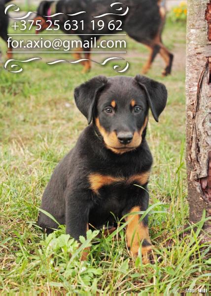 Iron Will Zaratos | Beauceron 