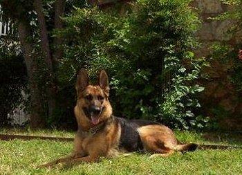 Anna Von Rozzenheim | German Shepherd Dog 