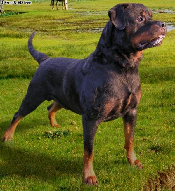 Boris vom Blauen Stahl | Rottweiler 